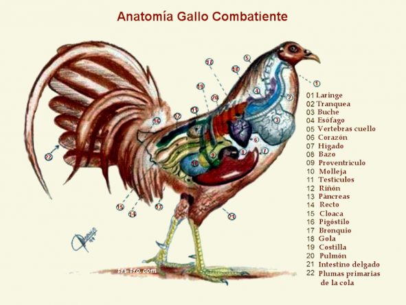 Gallina Castellana Negra Gallina Combatiente Español 2801