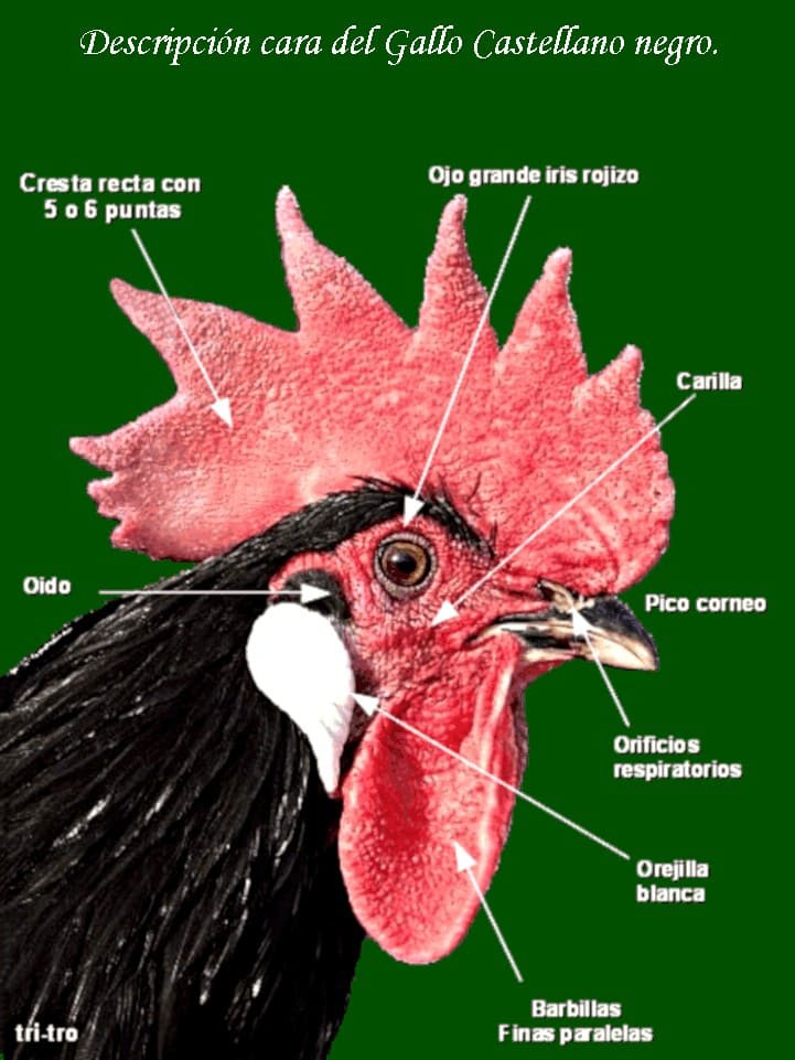 Gallina Castellana Negra Gallo Castellano Cara 8996