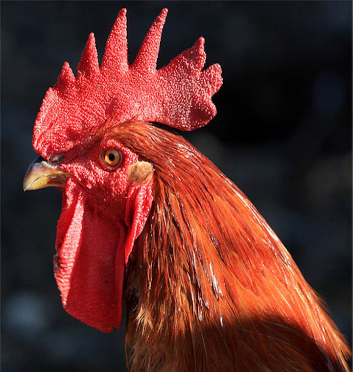 Gallina Castellana Negra: Tipos De Crestas, Peines En Gallos