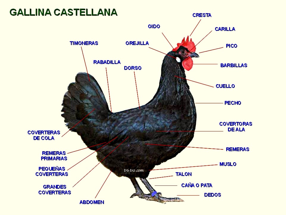 Gallina Castellana Negra La Gallina Castellana Negra