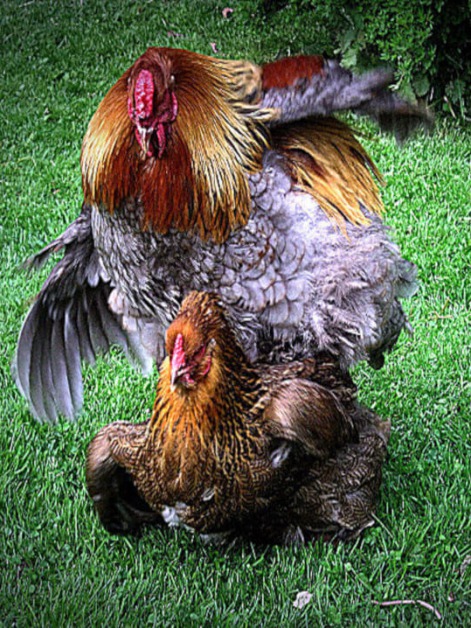 Gallina Castellana Negra Órgano Copulatorio Del Gallo