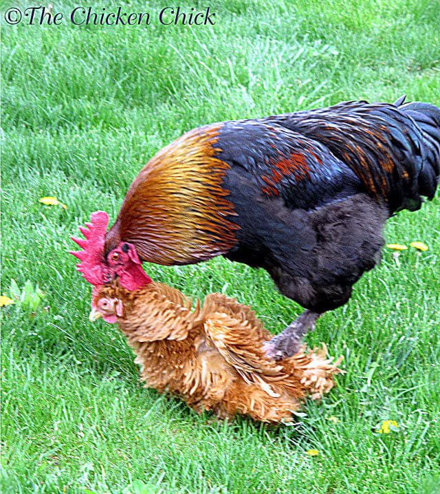 Gallina Castellana Negra Órgano Copulatorio Del Gallo