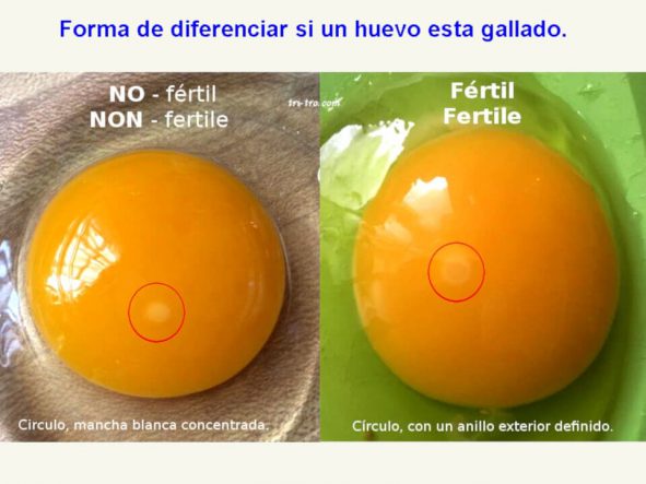 Gallina Castellana Negra Nuestros Huevos Fértiles Como Enviarlos 5039