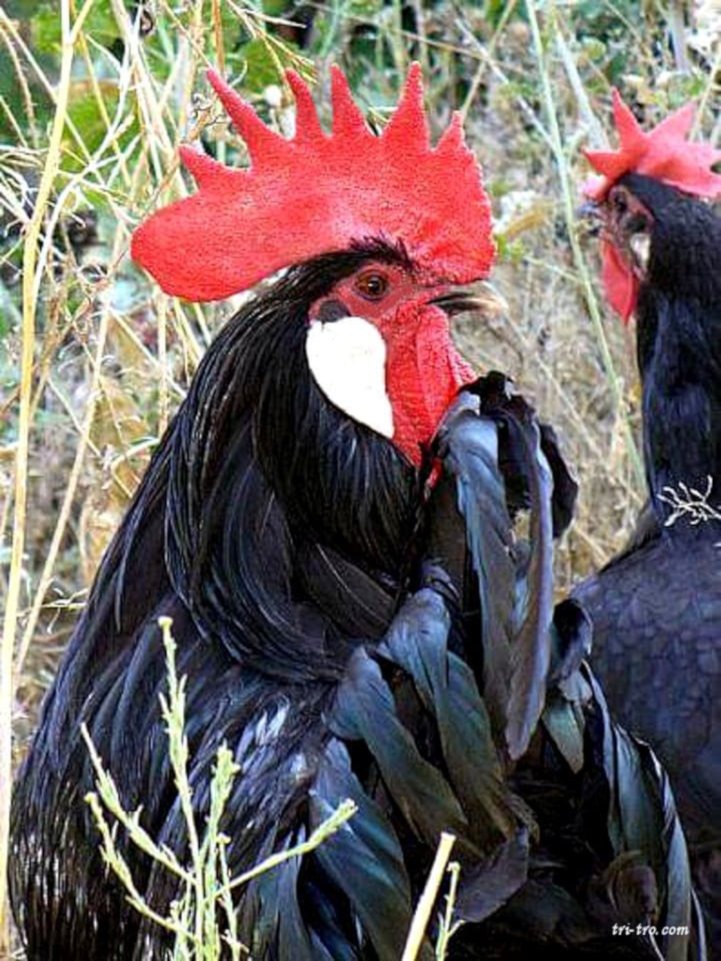 Gallina Castellana Negra Mapa Del Sitio