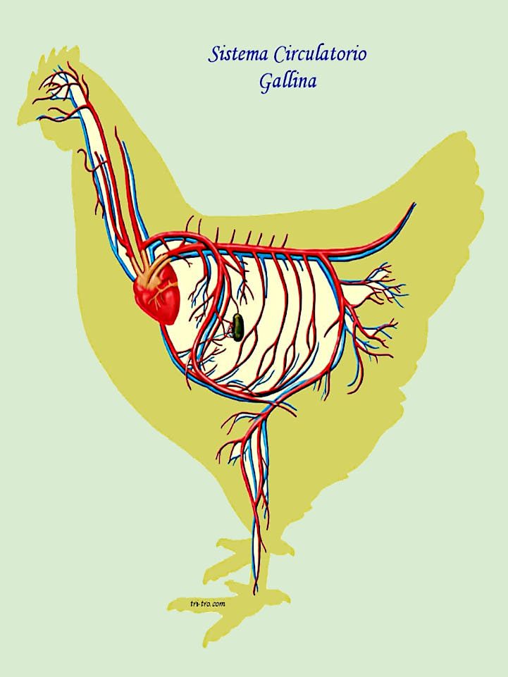 Gallina Castellana Negra: Sistema Circulatorio Gallina